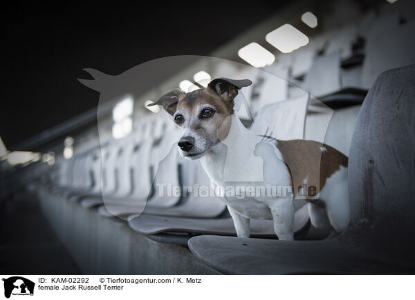 female Jack Russell Terrier / KAM-02292