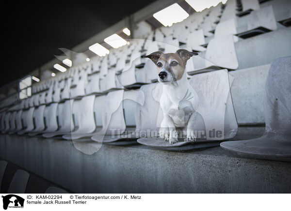 Jack Russell Terrier Hndin / female Jack Russell Terrier / KAM-02294