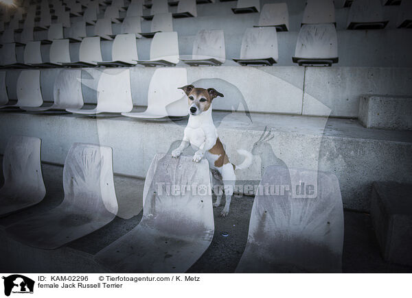 female Jack Russell Terrier / KAM-02296