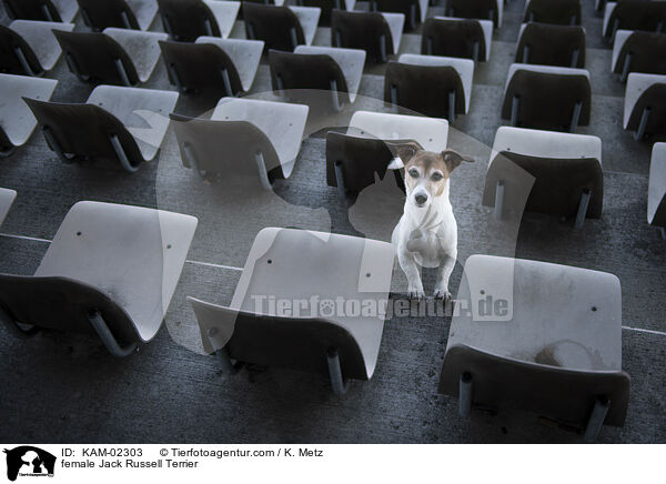 female Jack Russell Terrier / KAM-02303