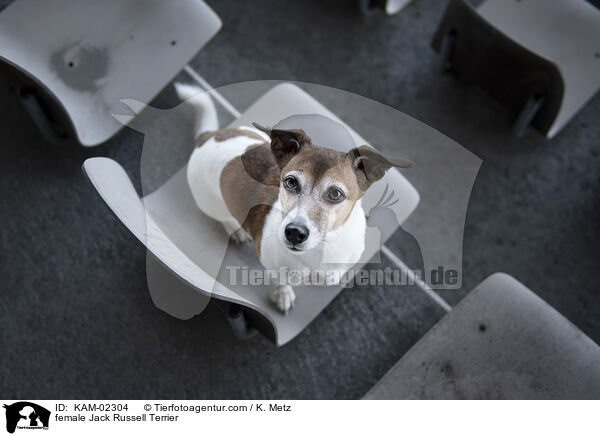 female Jack Russell Terrier / KAM-02304