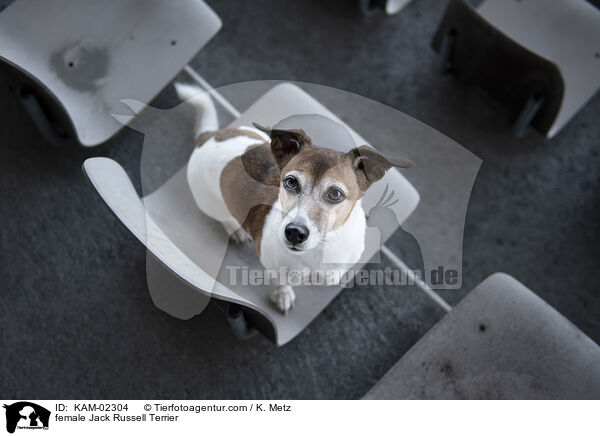 Jack Russell Terrier Hndin / female Jack Russell Terrier / KAM-02304