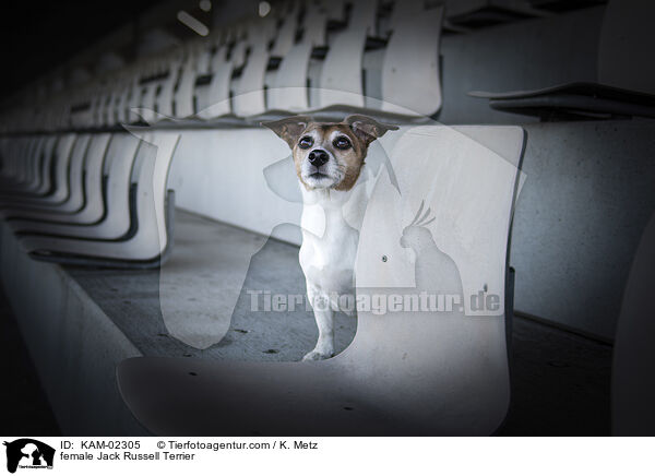 female Jack Russell Terrier / KAM-02305