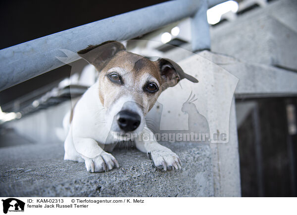 Jack Russell Terrier Hndin / female Jack Russell Terrier / KAM-02313
