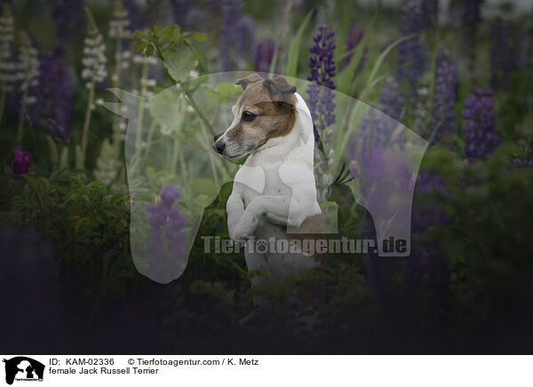 female Jack Russell Terrier / KAM-02336