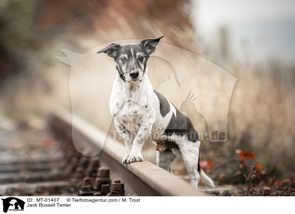 Jack Russell Terrier / MT-01407