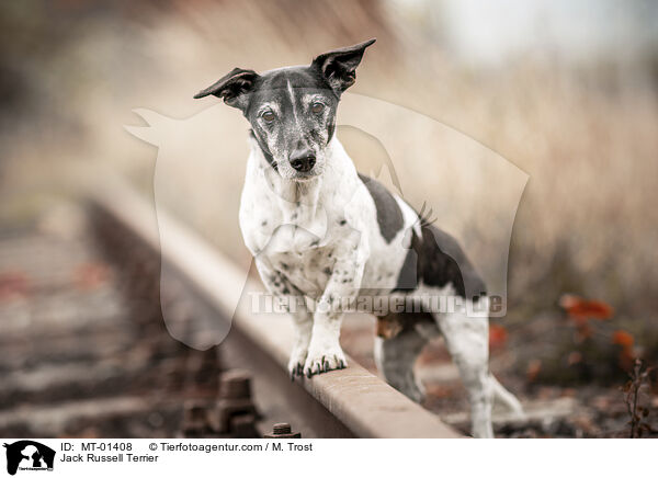Jack Russell Terrier / MT-01408