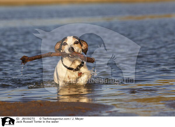 Jack Russell Terrier im Wasser / Jack Russell Terrier in the water / JM-09270