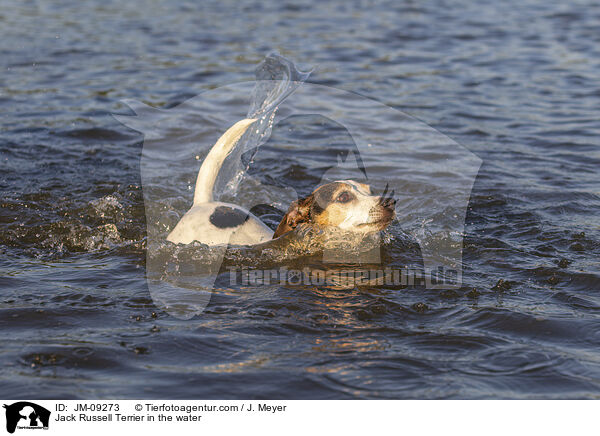 Jack Russell Terrier in the water / JM-09273