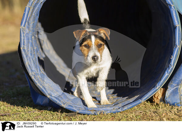 Jack Russell Terrier / JM-09290
