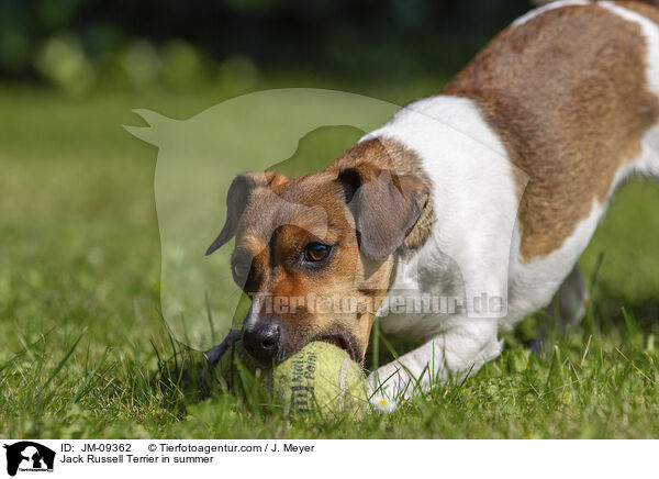 Jack Russell Terrier im Sommer / Jack Russell Terrier in summer / JM-09362