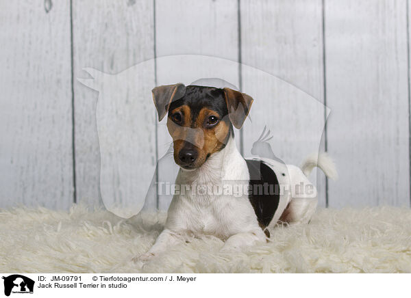 Jack Russell Terrier in studio / JM-09791
