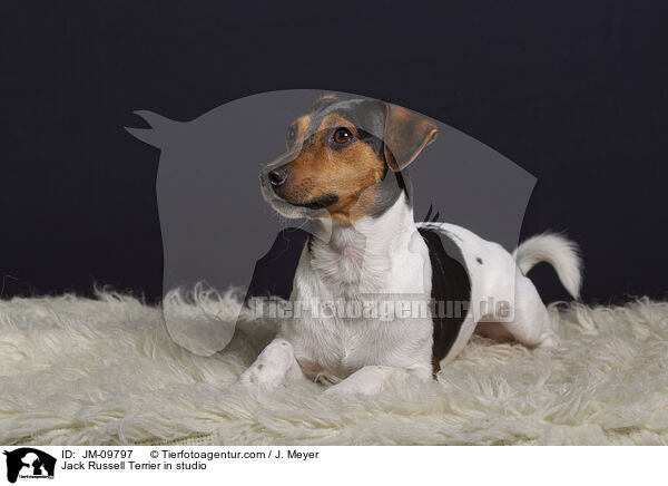 Jack Russell Terrier in studio / JM-09797