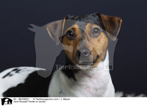 Jack Russell Terrier in studio / JM-09801