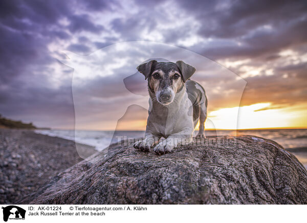Jack Russell Terrier at the beach / AK-01224