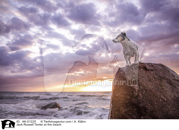 Jack Russell Terrier at the beach / AK-01225