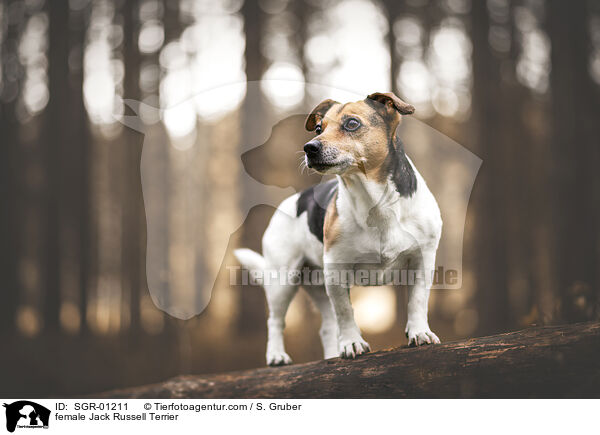 Jack Russell Terrier Hndin / female Jack Russell Terrier / SGR-01211