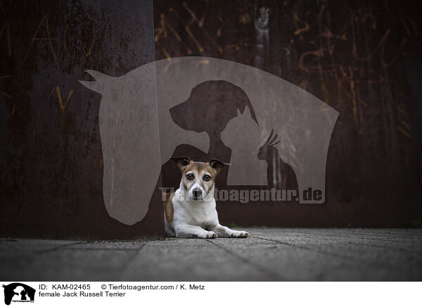 Jack Russell Terrier Hndin / female Jack Russell Terrier / KAM-02465
