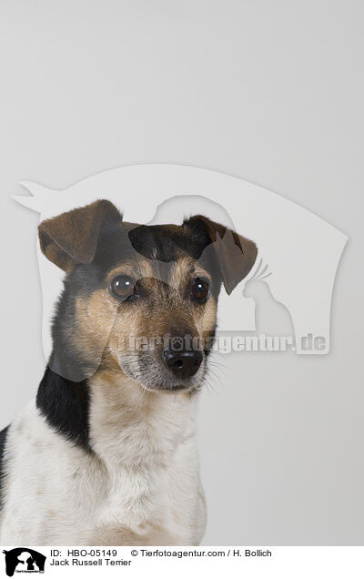 Jack Russell Terrier / HBO-05149