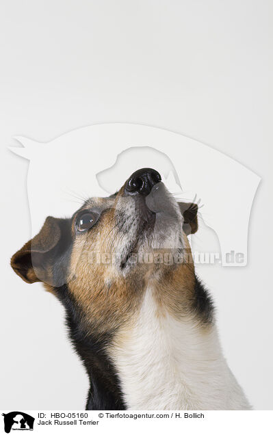 Jack Russell Terrier / HBO-05160