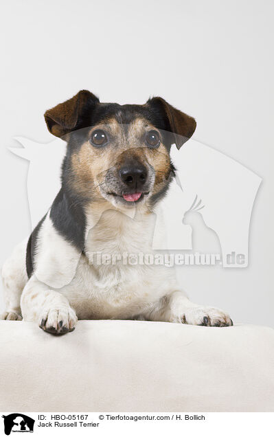 Jack Russell Terrier / Jack Russell Terrier / HBO-05167