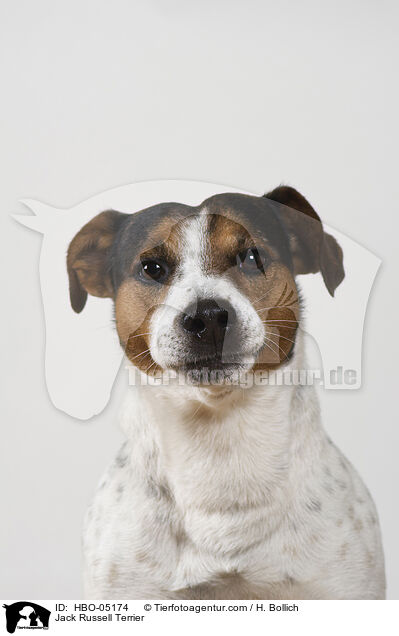 Jack Russell Terrier / HBO-05174