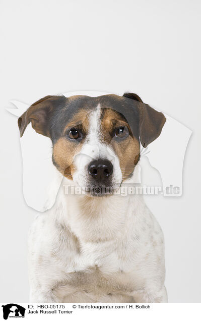 Jack Russell Terrier / HBO-05175