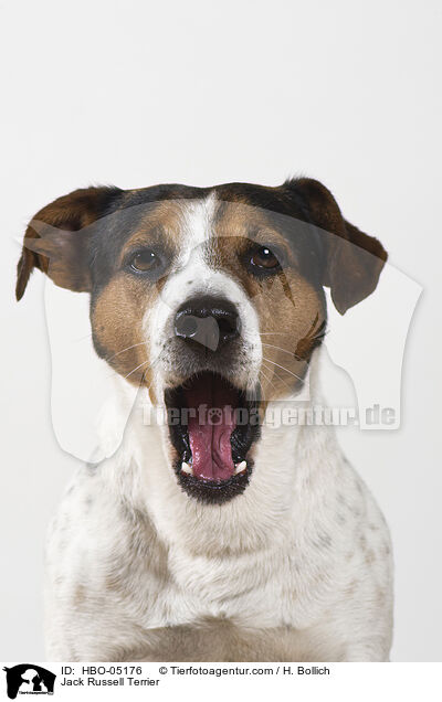 Jack Russell Terrier / HBO-05176