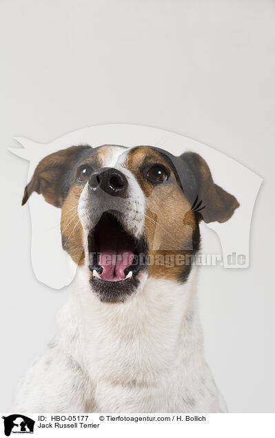 Jack Russell Terrier / Jack Russell Terrier / HBO-05177