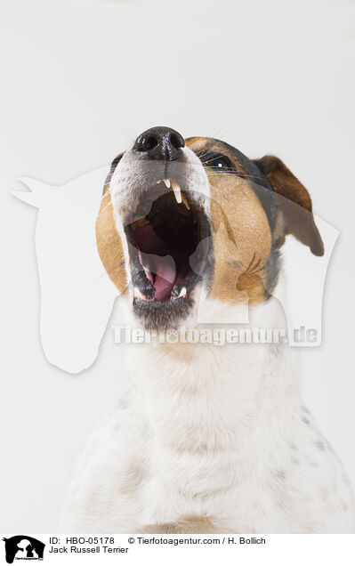 Jack Russell Terrier / HBO-05178