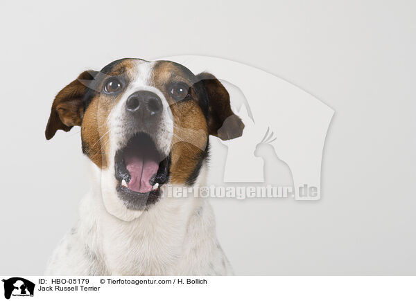 Jack Russell Terrier / Jack Russell Terrier / HBO-05179