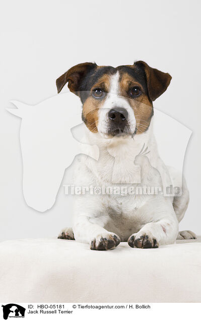 Jack Russell Terrier / HBO-05181