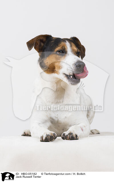 Jack Russell Terrier / HBO-05182