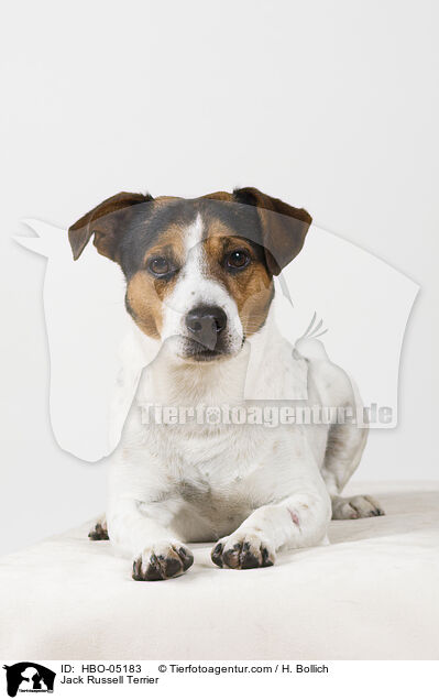 Jack Russell Terrier / HBO-05183