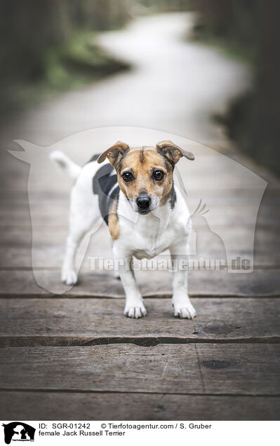 female Jack Russell Terrier / SGR-01242