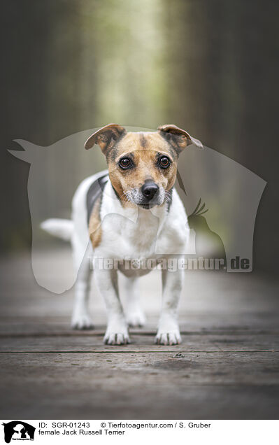 female Jack Russell Terrier / SGR-01243