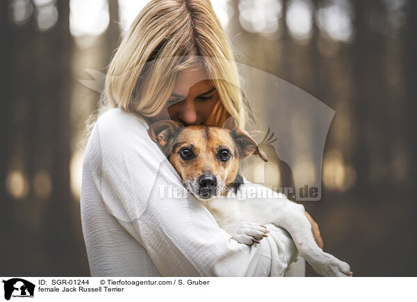 female Jack Russell Terrier / SGR-01244