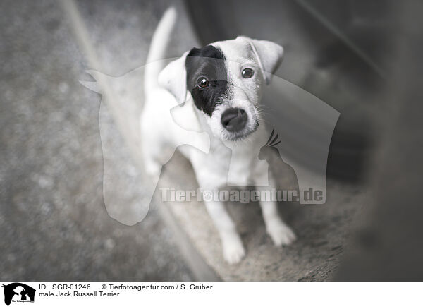 male Jack Russell Terrier / SGR-01246