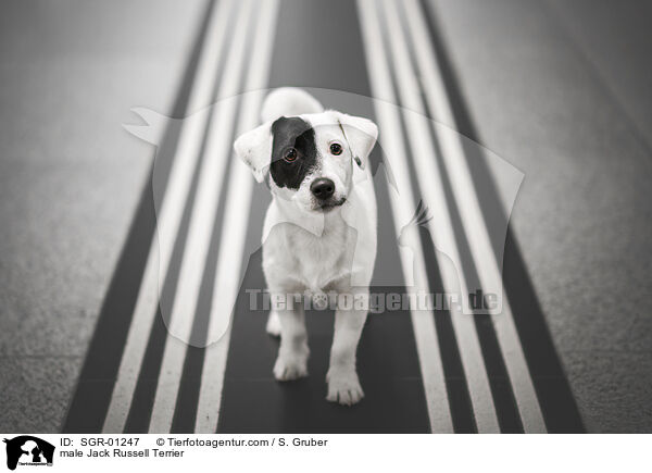 male Jack Russell Terrier / SGR-01247