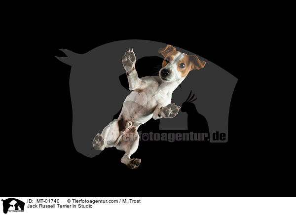 Jack Russell Terrier in Studio / MT-01740