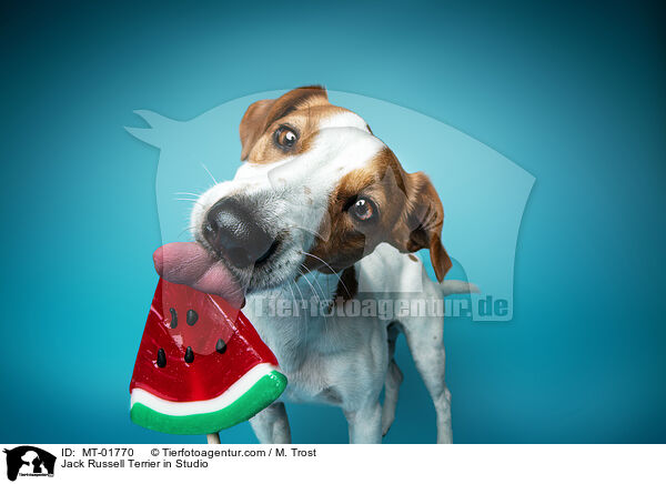 Jack Russell Terrier in Studio / MT-01770