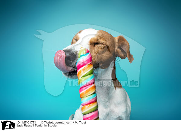 Jack Russell Terrier in Studio / MT-01771