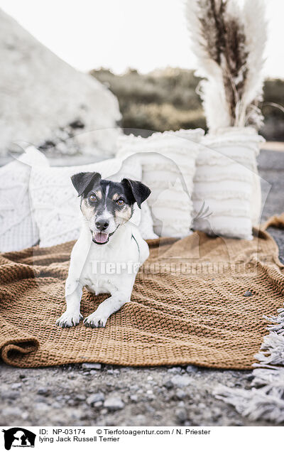 lying Jack Russell Terrier / NP-03174