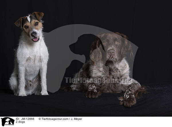 2 Hunde / 2 dogs / JM-12866