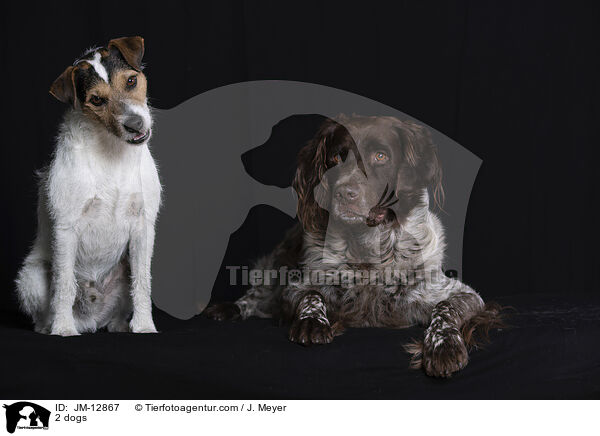 2 Hunde / 2 dogs / JM-12867