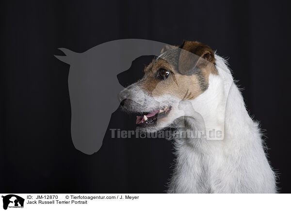 Jack Russell Terrier Portrait / JM-12870