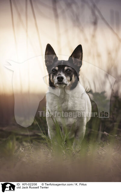 old Jack Russell Terrier / KFI-02206