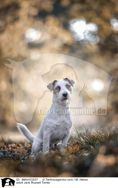 adult Jack Russell Terrier / MAH-03207