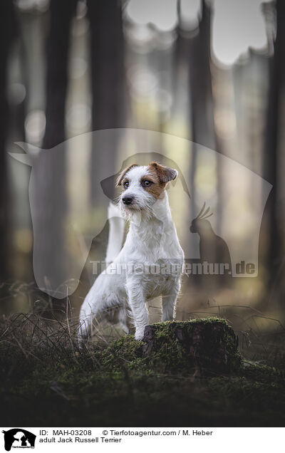 ausgewachsener Jack Russell Terrier / adult Jack Russell Terrier / MAH-03208
