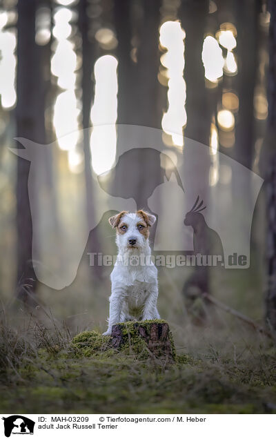 ausgewachsener Jack Russell Terrier / adult Jack Russell Terrier / MAH-03209